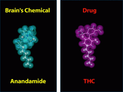 potmedicine1