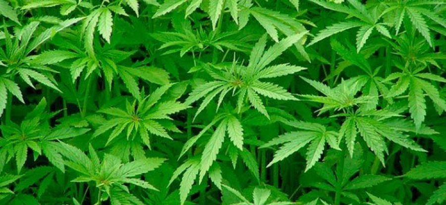 Anandamida: A Maconha Produzida pelo Próprio Corpo