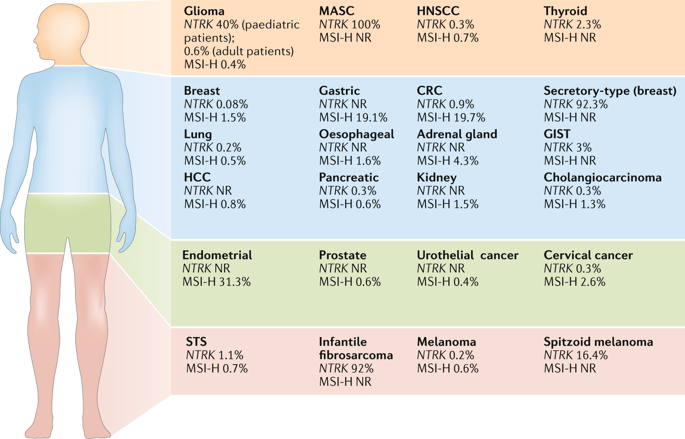 Efficacy Of Histology Agnostic And Molecularly Driven Her2 Inhibitors