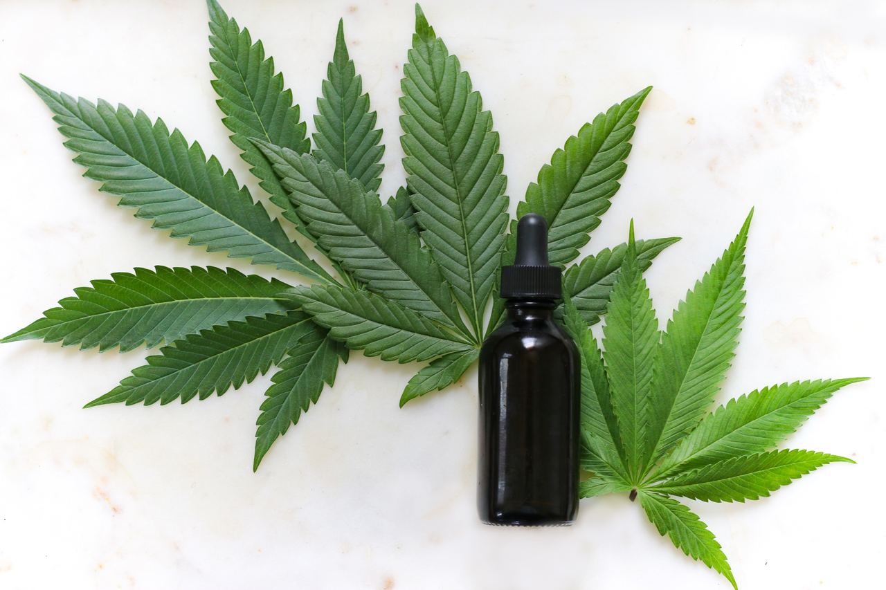 Anvisa libera venda de produtos à base de cannabis em farmácias - Planta de 'Cannabis sativa', da qual é possível extrair o canabidiol.