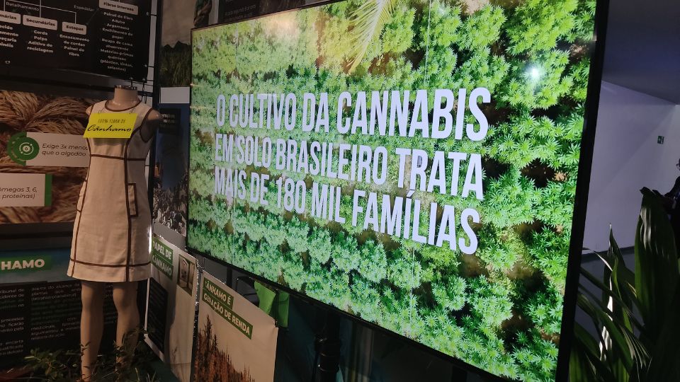 exposicação-cannabis-camara