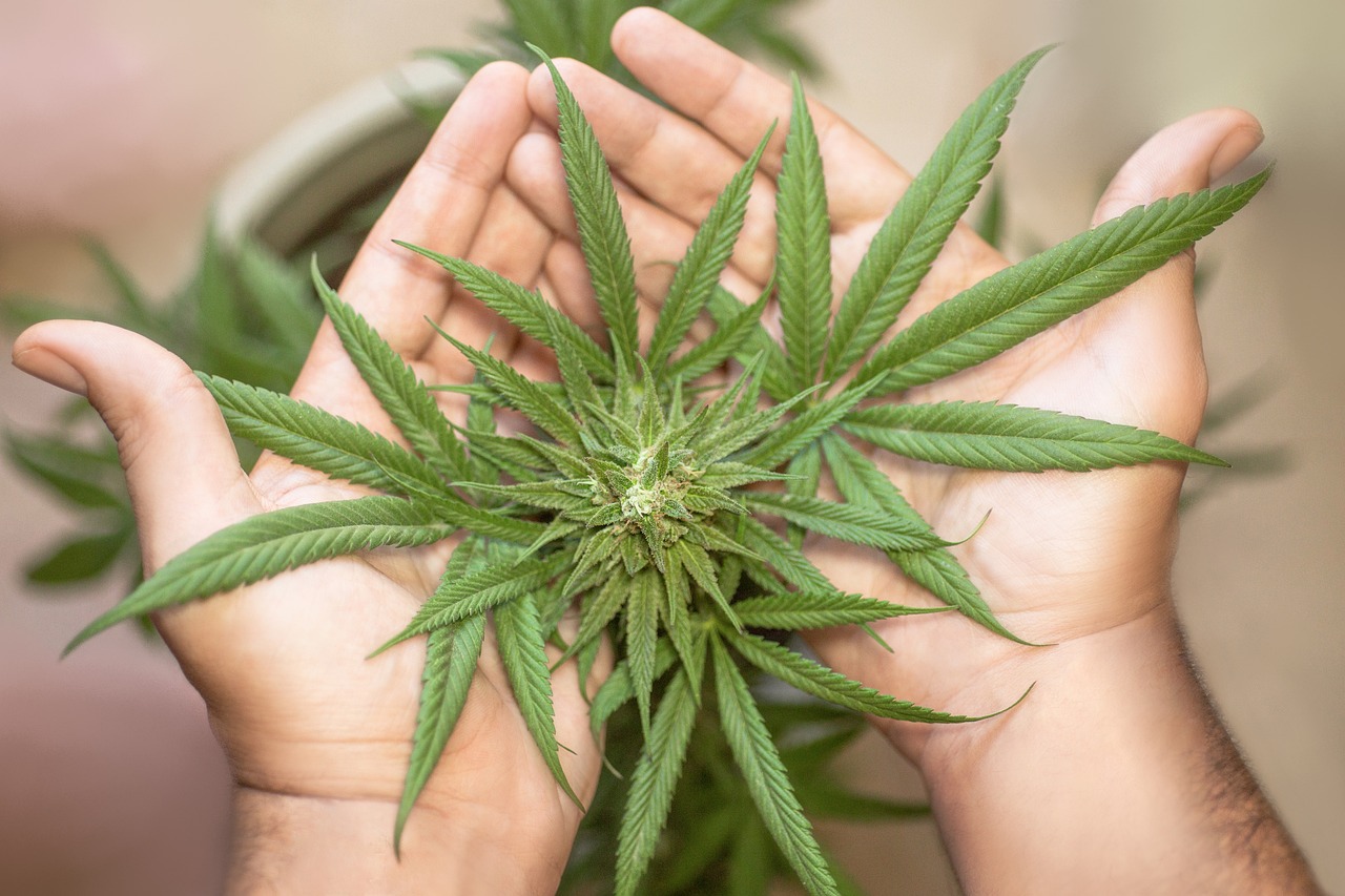 marijuana-leaf-5315561_1280