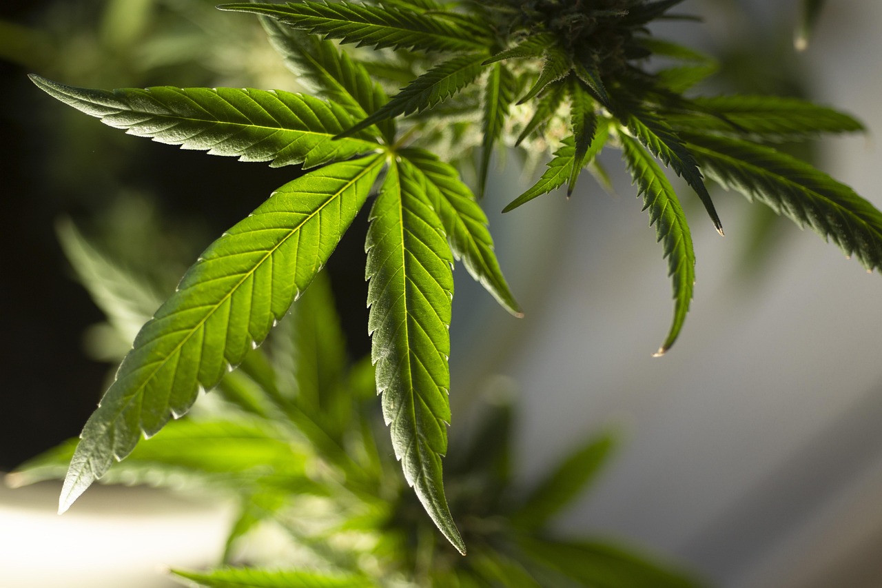 marijuana-leaf-5315553_1280