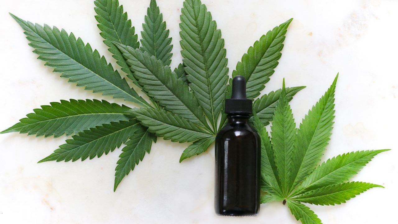 Anvisa libera venda de produtos à base de cannabis em farmácias - Planta de 'Cannabis sativa', da qual é possível extrair o canabidiol.