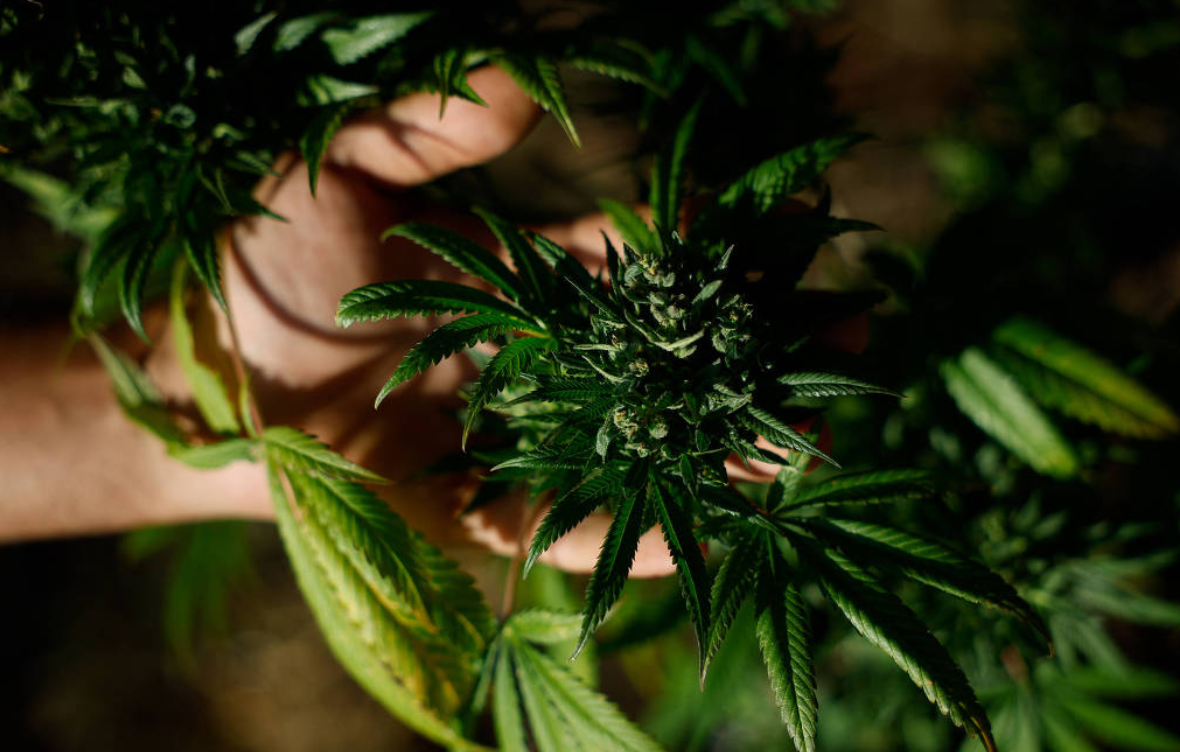 canabis