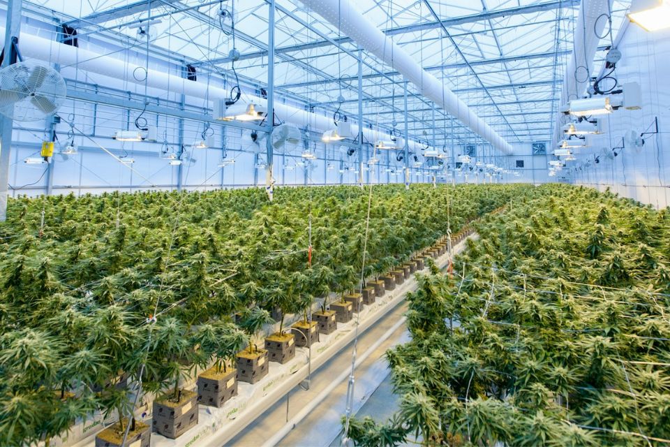 gpsbrasilia-espec-cannabis