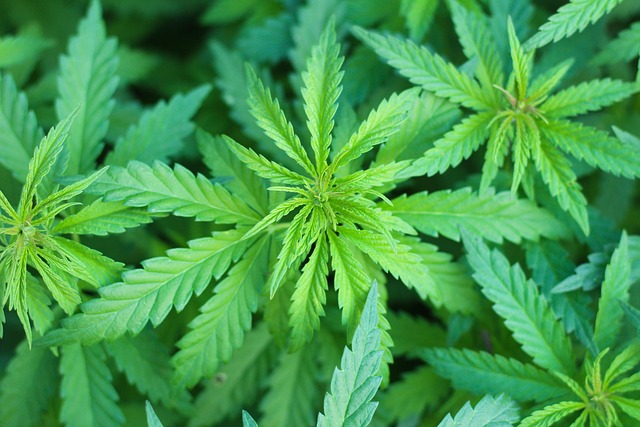 peterpike-medicinal-marijuana-7203210_640